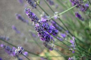 Remedios naturales para el resfriado común con plantas medicinales, fortaleciendo el sistema inmunológico sin efectos secundarios.